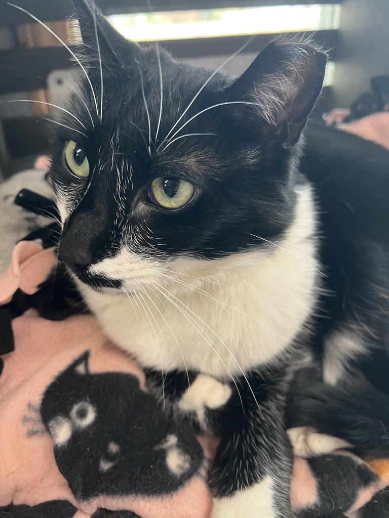 T-Bird, Adoptable, Adult Male Domestic Short Hair.