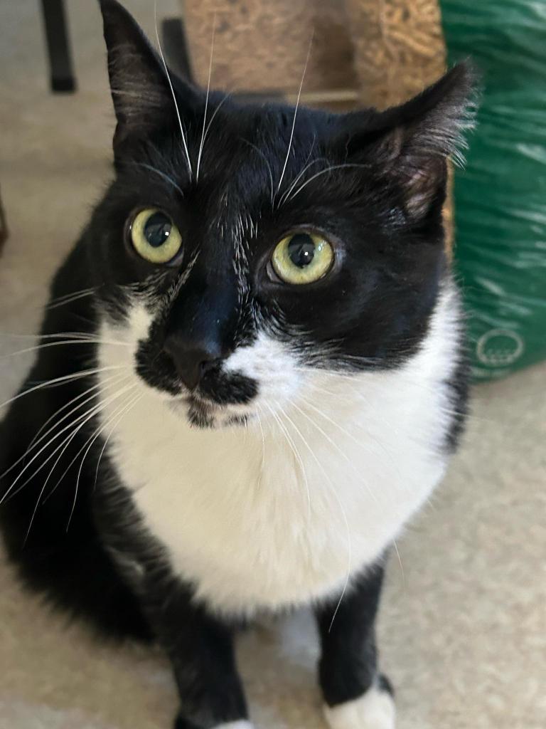 Enlarge T-Bird, a Adoptable mixed breed in Ontario, OR image 2/6