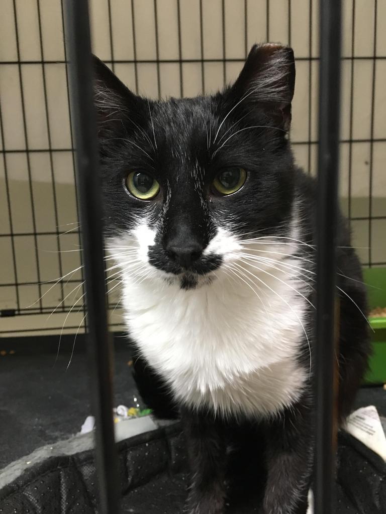 Enlarge T-Bird, a Adoptable mixed breed in Ontario, OR image 4/6