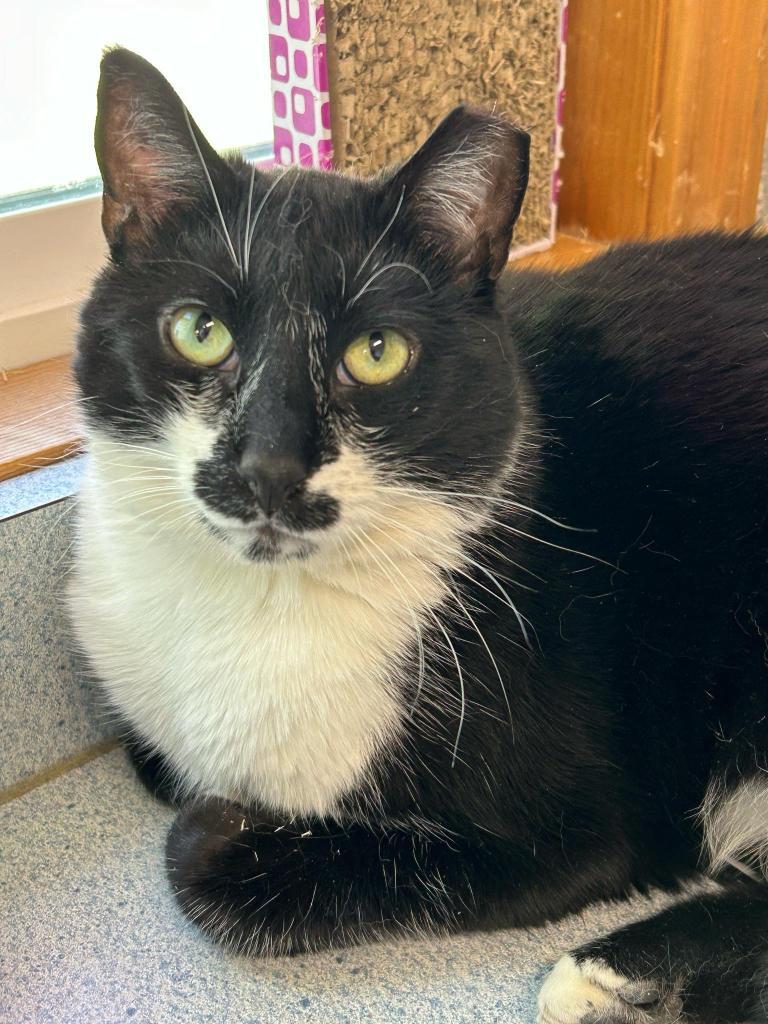 Enlarge T-Bird, a Adoptable mixed breed in Ontario, OR image 6/6