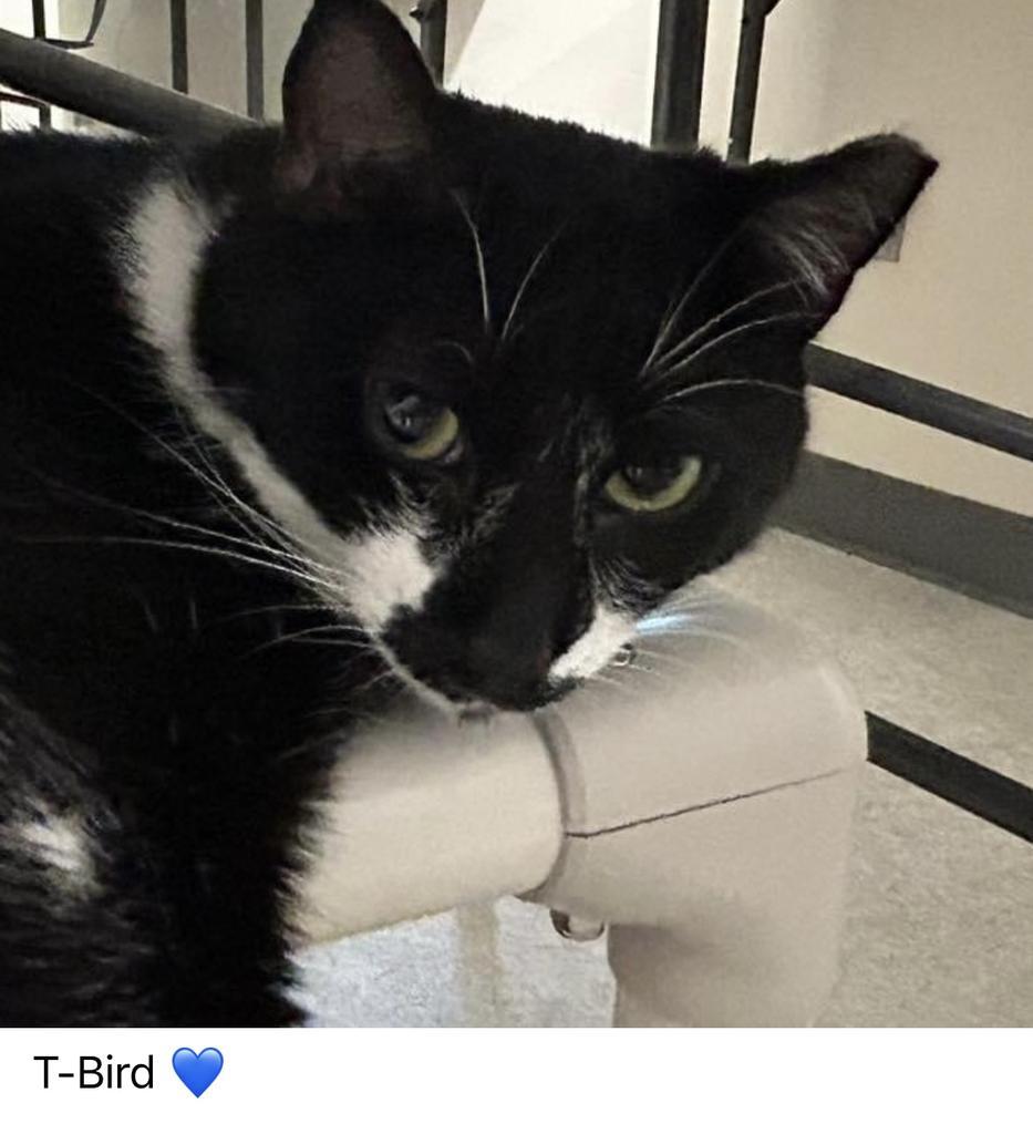 Enlarge T-Bird, a Adoptable mixed breed in Ontario, OR image 6/6