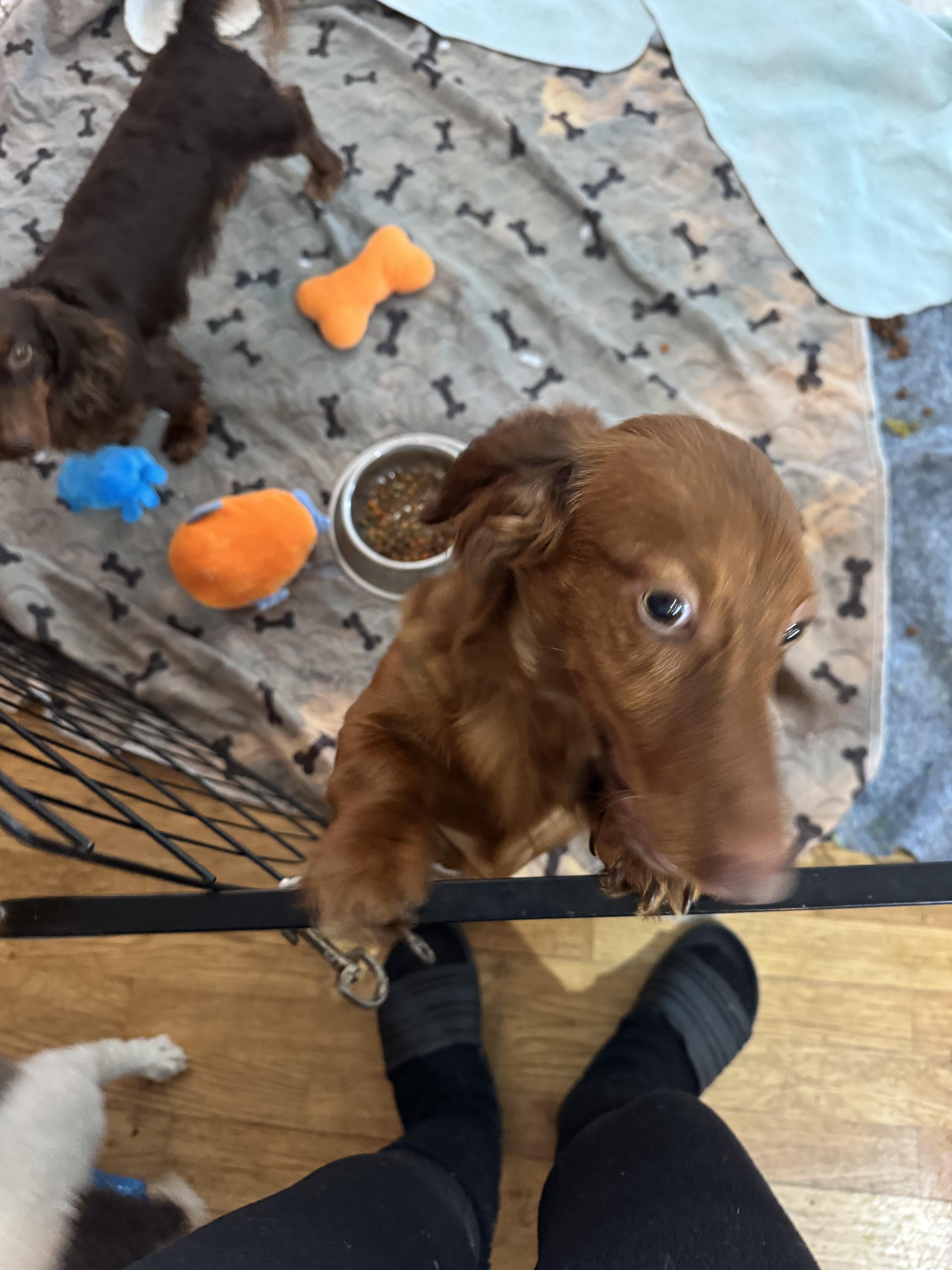 Max jr, adopted, Young Male Dachshund.