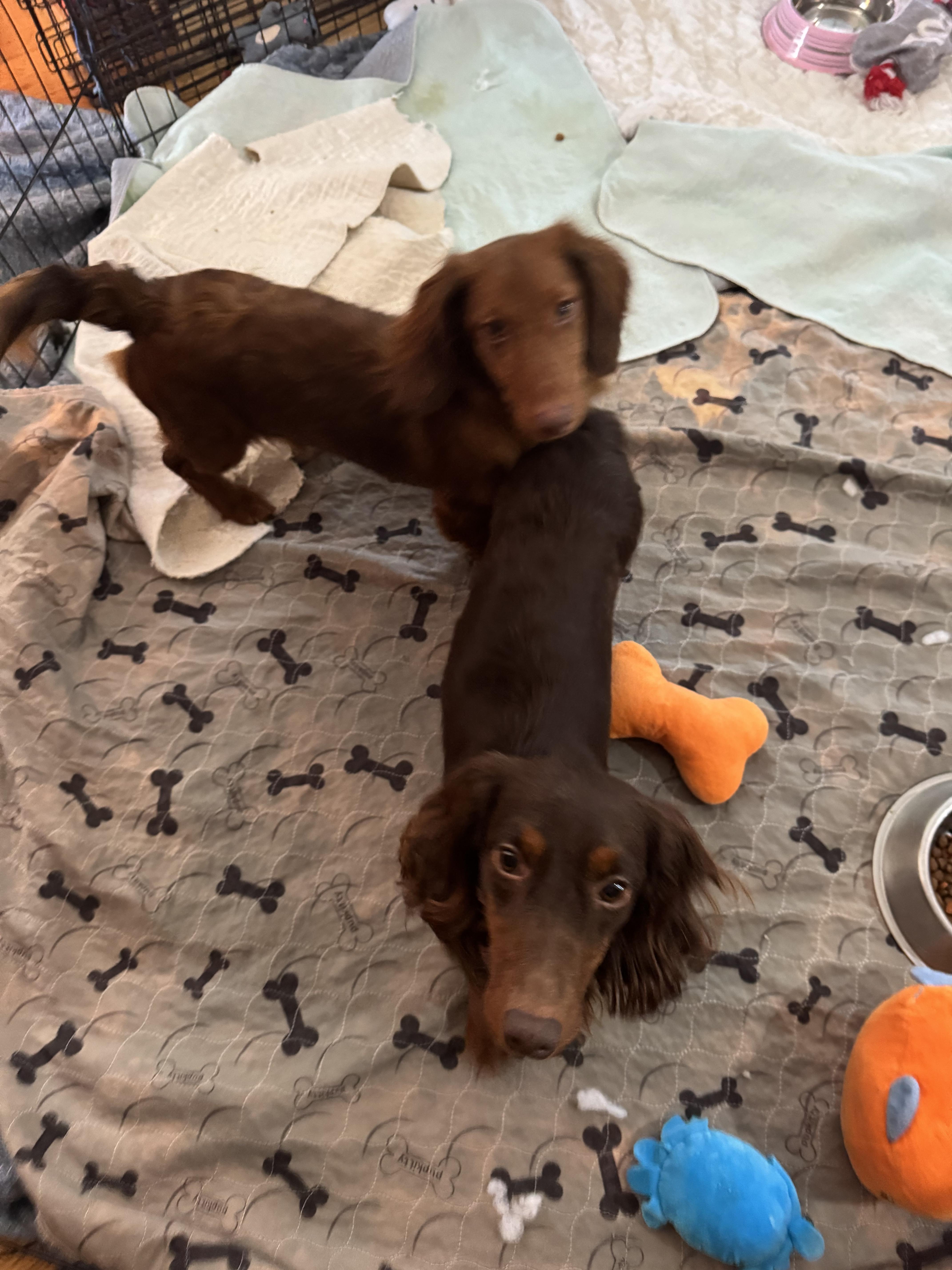 Enlarge Max jr, an adopted Dachshund in Glenwood City, WI image 2/2