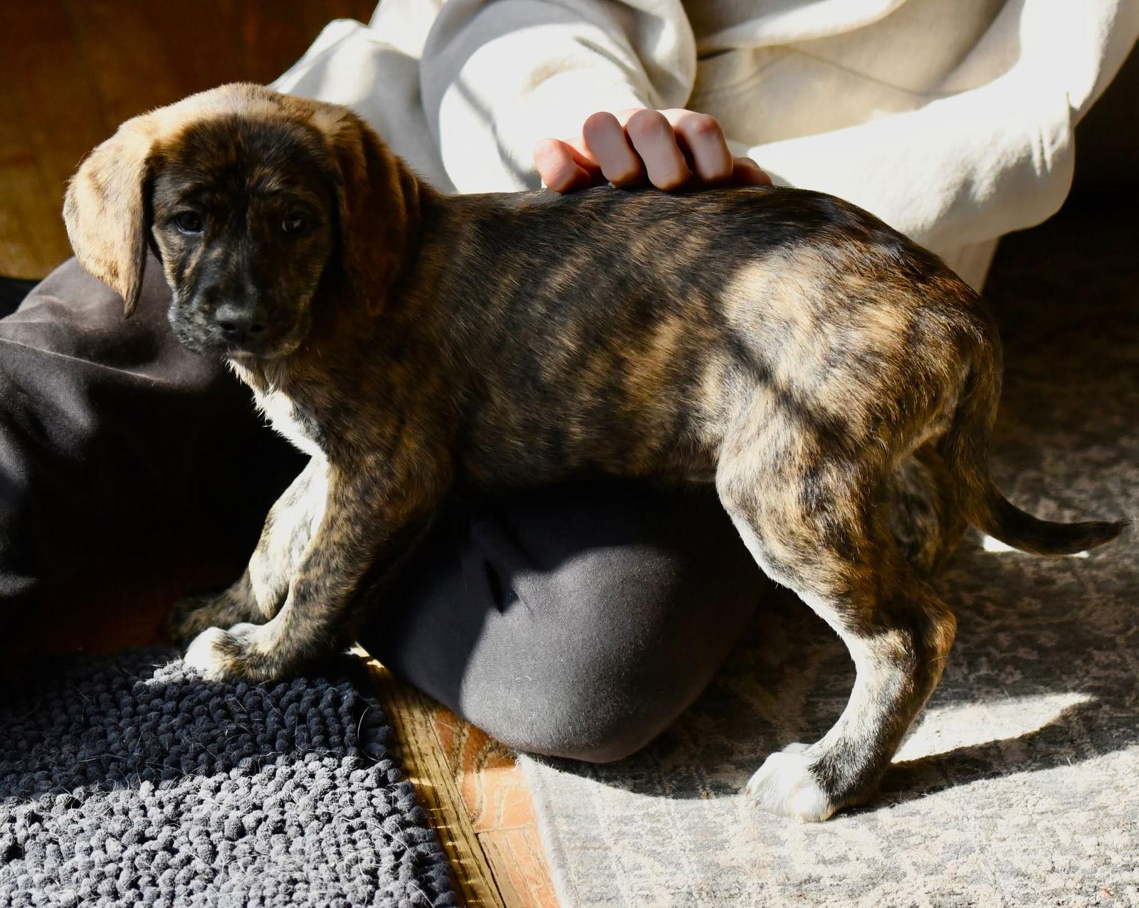 Callie, Adopted, Puppy Female Hound.