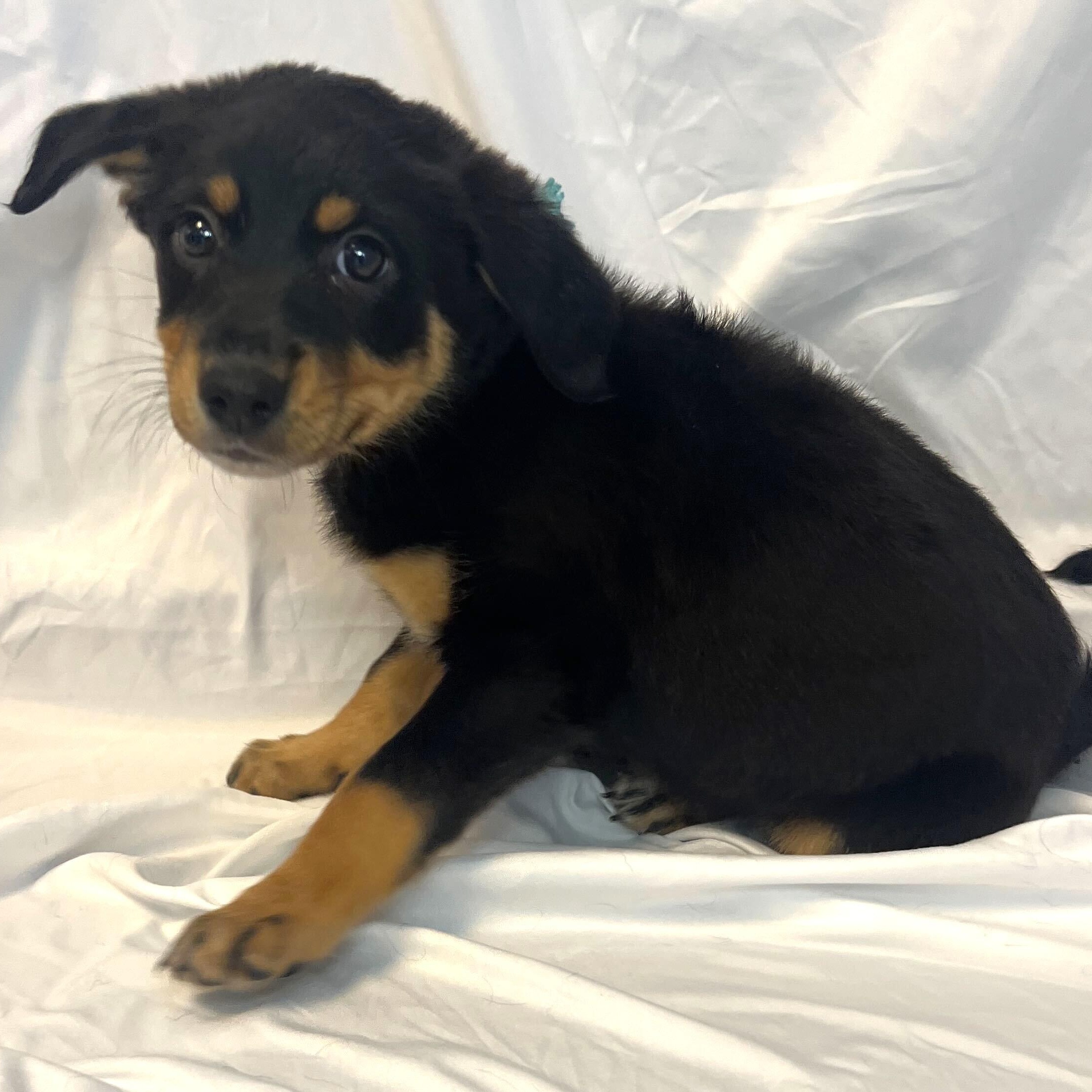 Enlarge Nutty Buddy, an adoptable Mixed Breed in Canal Winchester, OH image 1/2