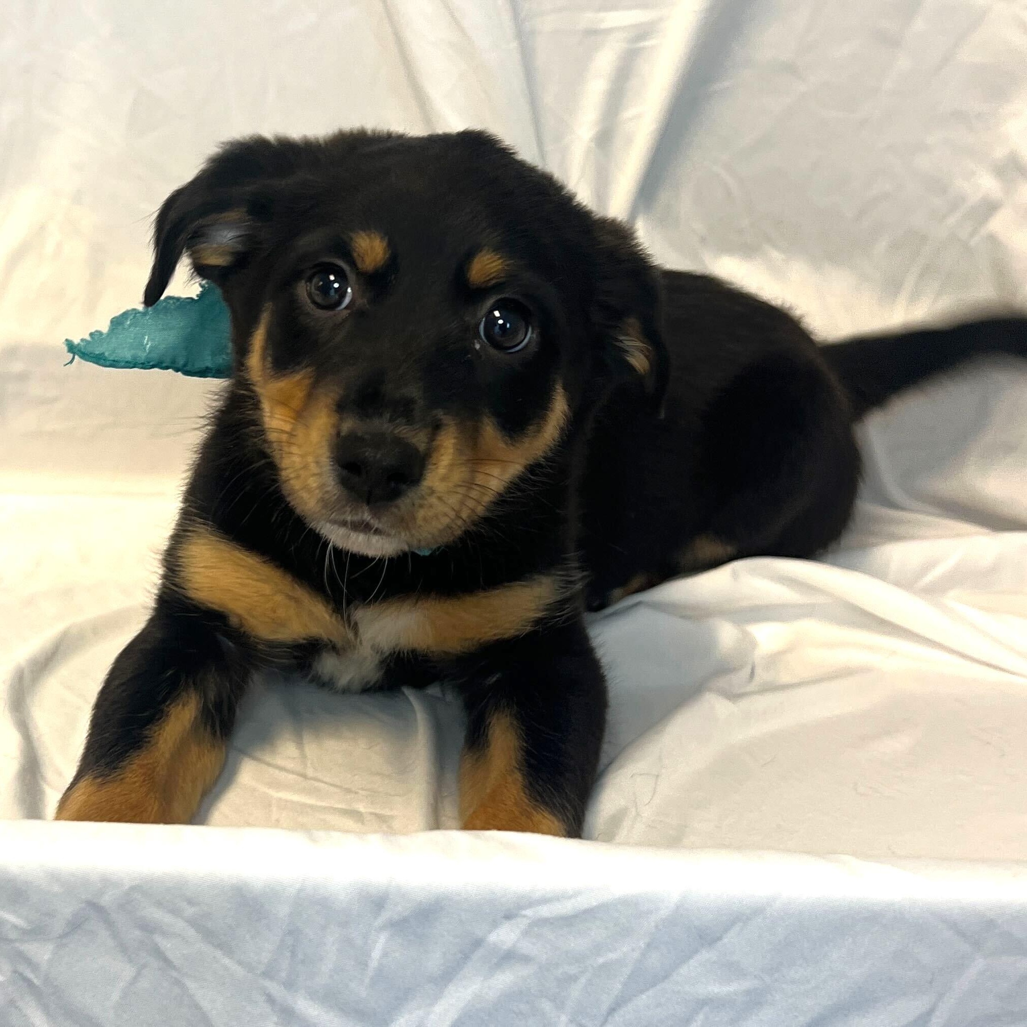 Enlarge Nutty Buddy, an adoptable Mixed Breed in Canal Winchester, OH image 2/2