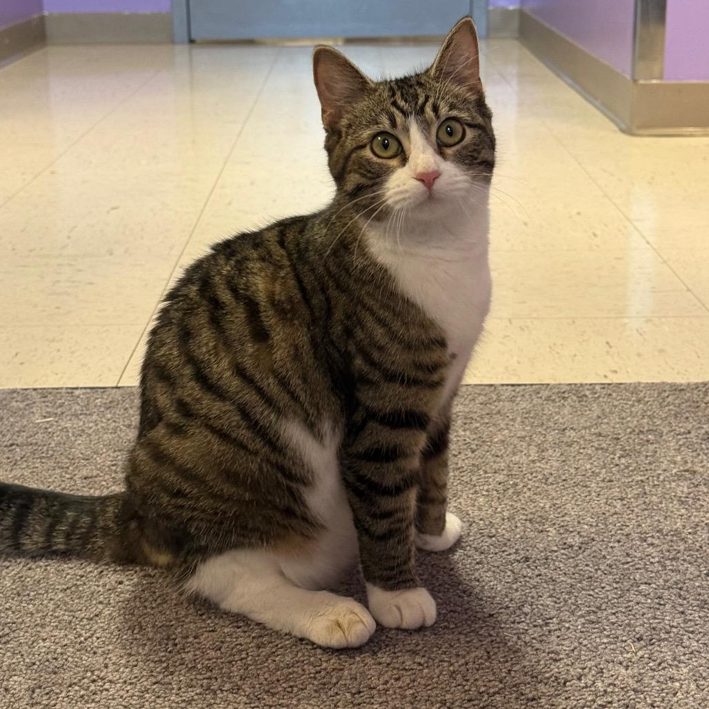 Sugar, Adoptable, Young Female Domestic Short Hair.