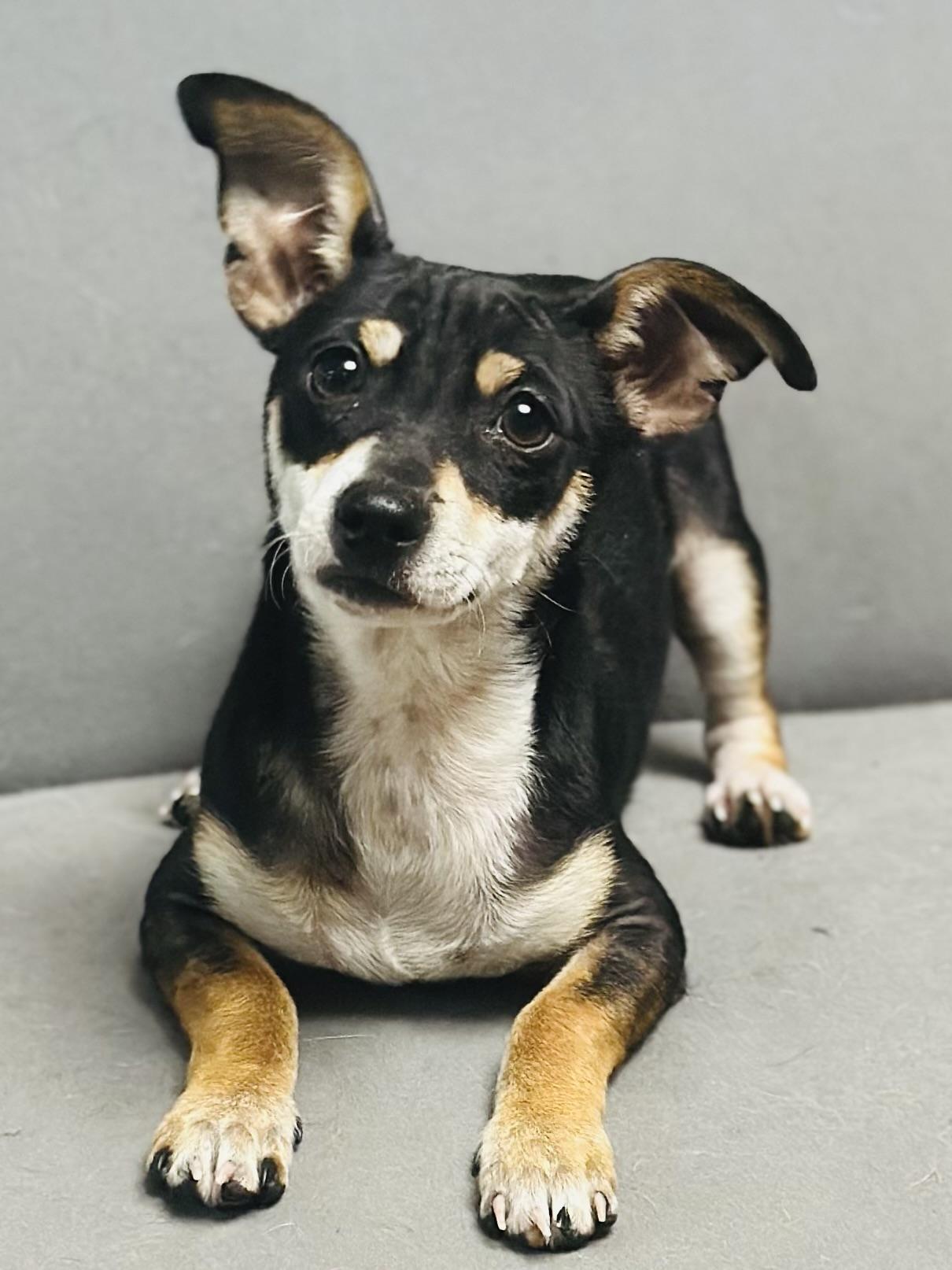 Scarlet, adoptable, Young Female Chihuahua.