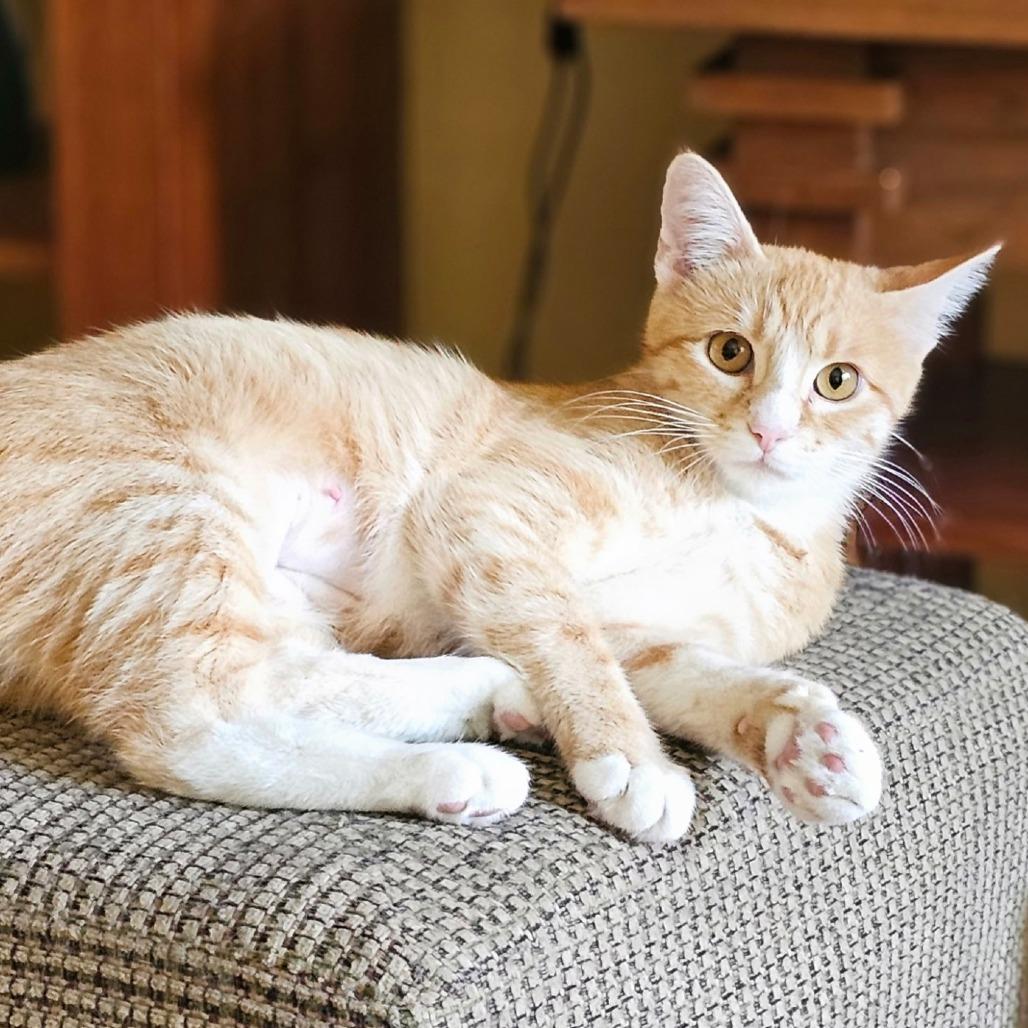 Sophia, Adoptable, Young Female Domestic Short Hair.