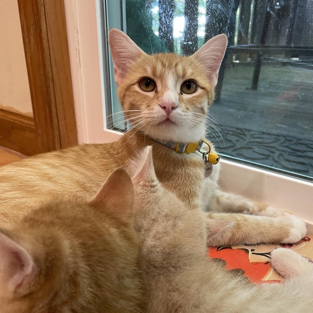 Sophia, a Adoptable Domestic Short Hair in Bloomington, IL image 2/6