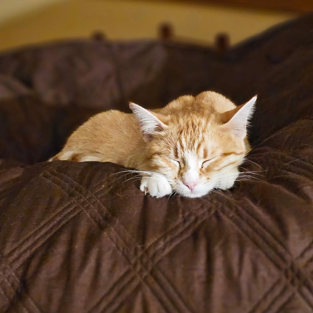 Sophia, a Adoptable Domestic Short Hair in Bloomington, IL image 3/6