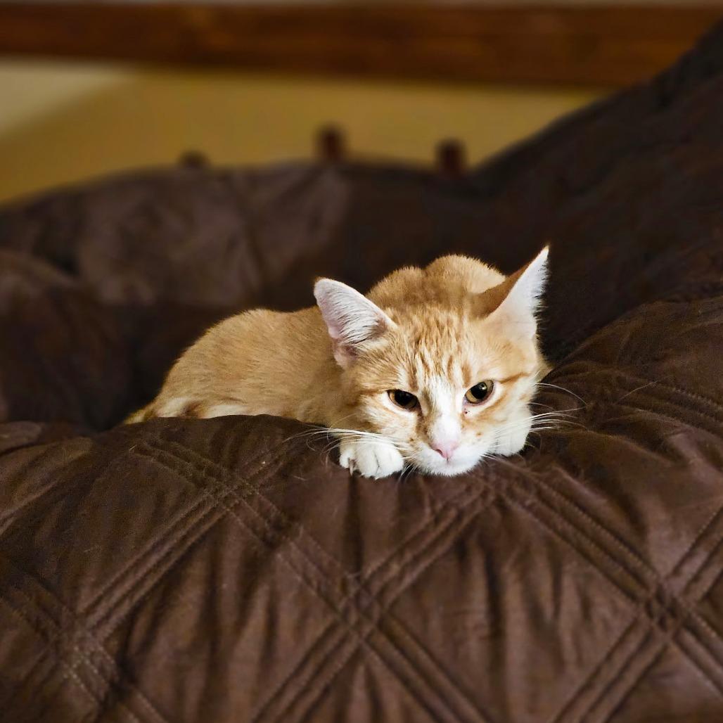 Sophia, a Adoptable Domestic Short Hair in Bloomington, IL image 6/6