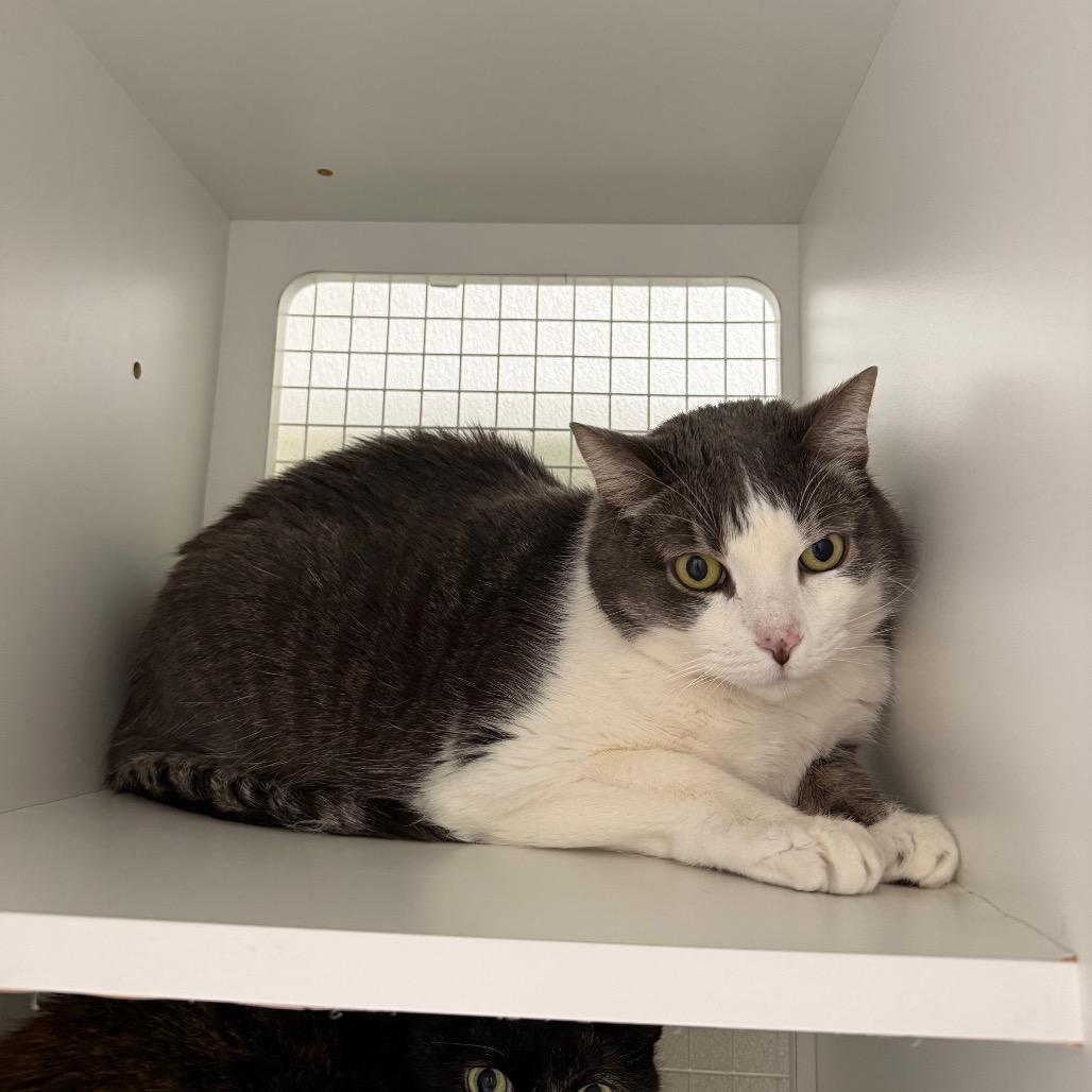 Bento — thumbnail 2