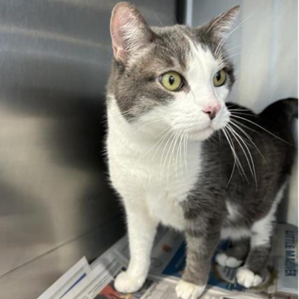 Bento — thumbnail 3