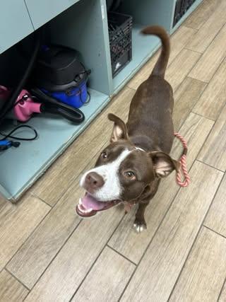 Peanut, Adopted, Young Male Boston Terrier & Rat Terrier.