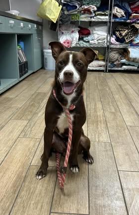 Peanut, a Adopted mixed breed in Rowlett, TX image 2/2