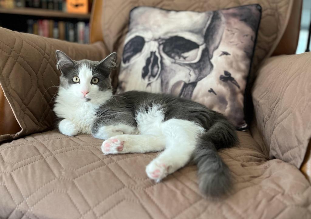 Enlarge Hershey / Snickers / Marshmallow, a Adoptable mixed breed in Minneapolis, MN image 2/6