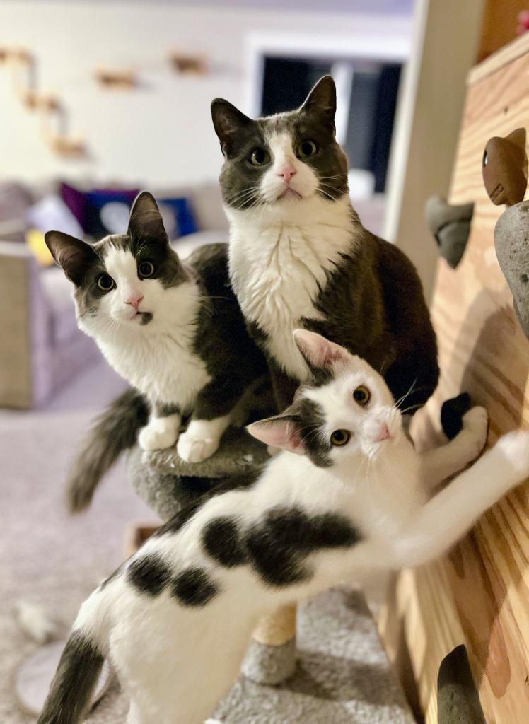 Enlarge Hershey / Snickers / Marshmallow, a Adoptable mixed breed in Minneapolis, MN image 1/6