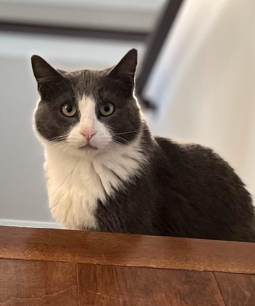 Enlarge Hershey / Snickers / Marshmallow, a Adoptable mixed breed in Minneapolis, MN image 5/6