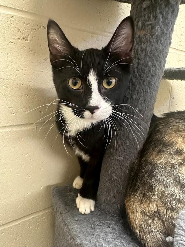 Clyde, ADOPTABLE, Kitten Male Tuxedo.