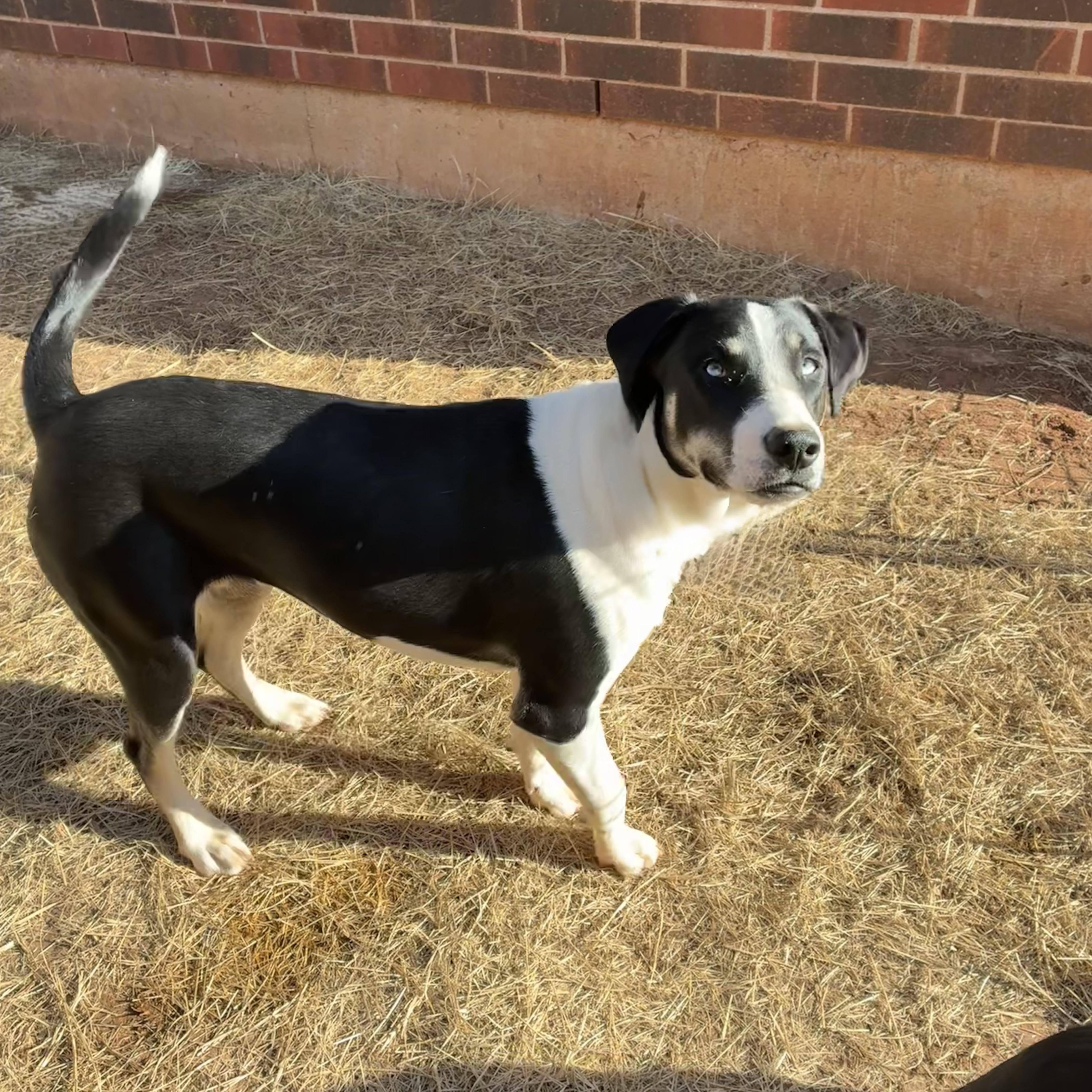 Enlarge Elizabeth, a Adoptable mixed breed in Indianapolis, IN image 3/6