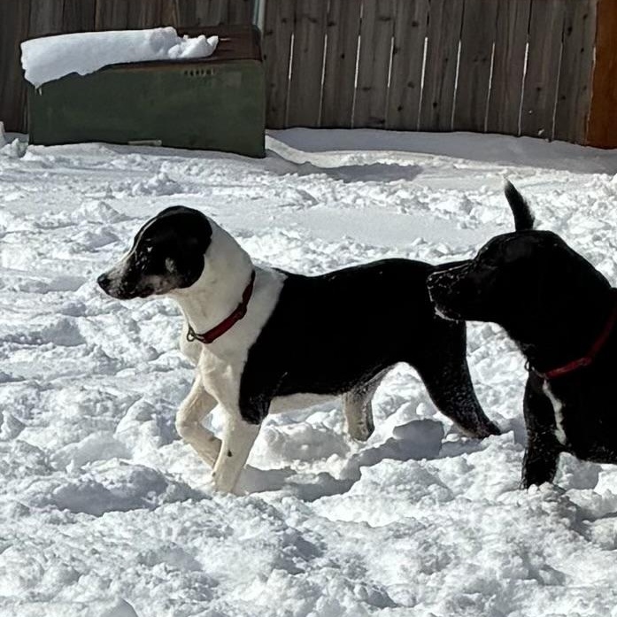 Enlarge Elizabeth, a Adoptable mixed breed in Indianapolis, IN image 2/6