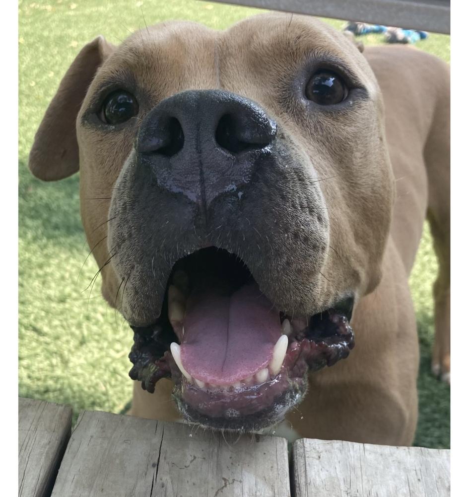 Major, Adoptable, Young Male Pit Bull Terrier.