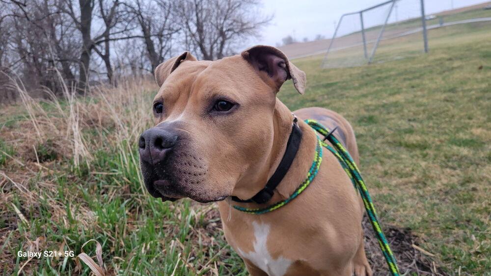 Major, a Adoptable mixed breed in Papillion, NE image 2/6
