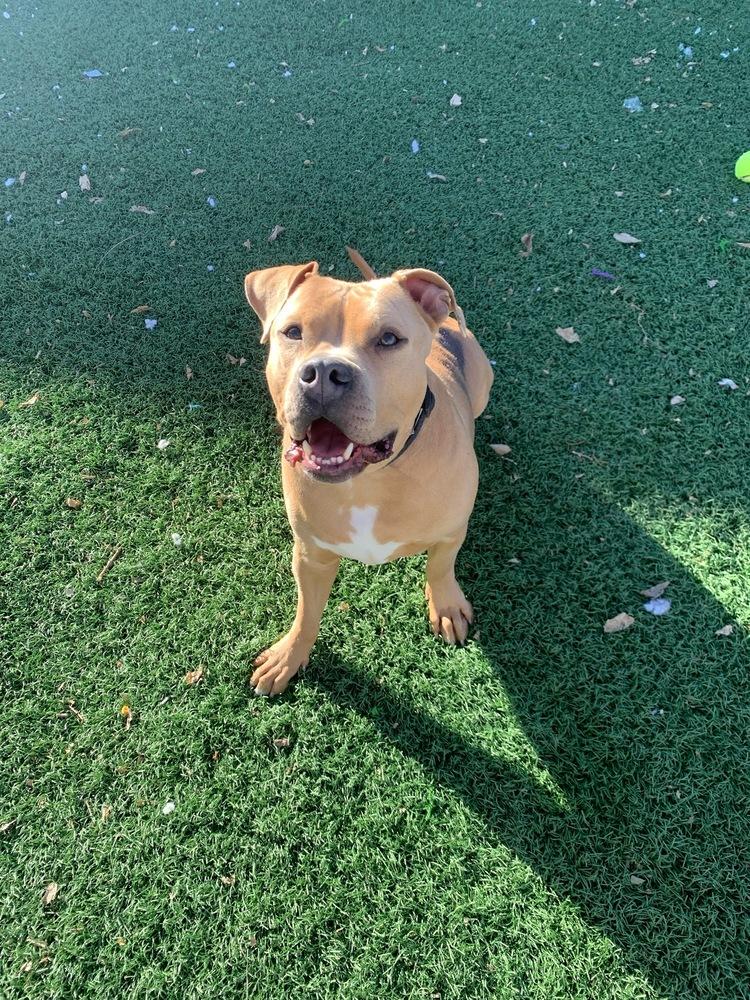 Major, a Adoptable mixed breed in Papillion, NE image 3/6