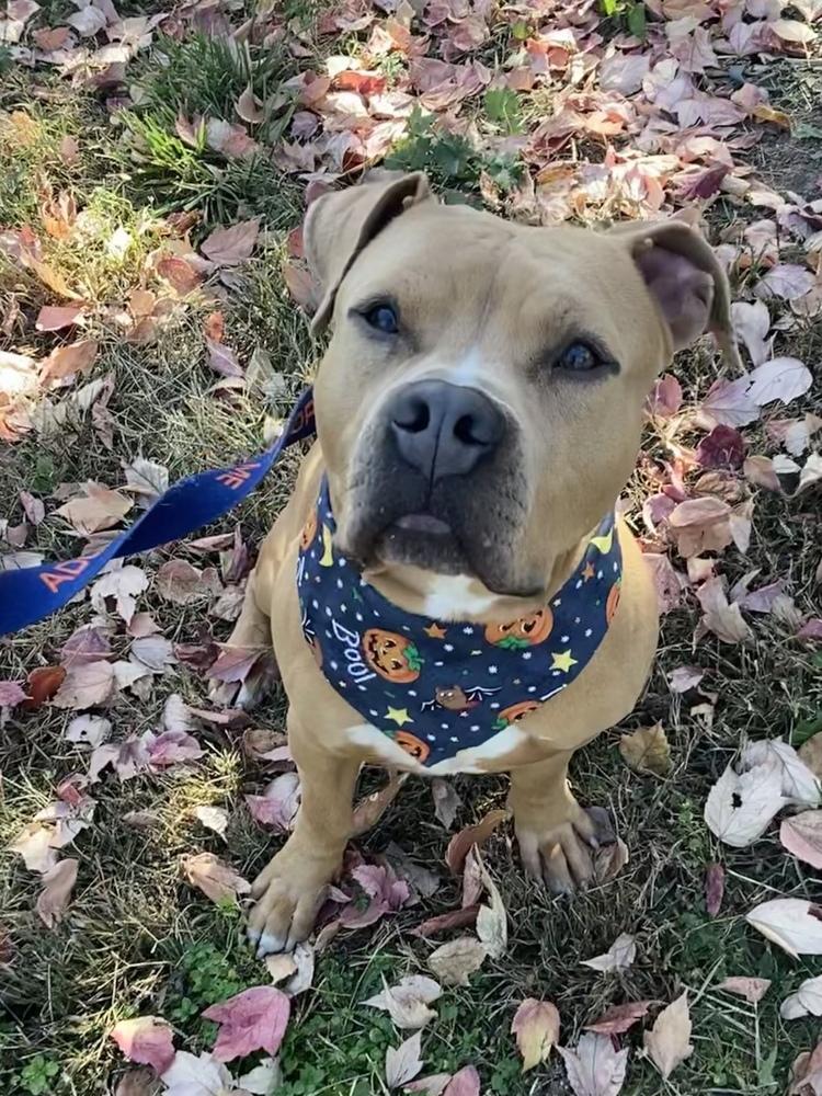 Major, a Adoptable mixed breed in Papillion, NE image 4/6