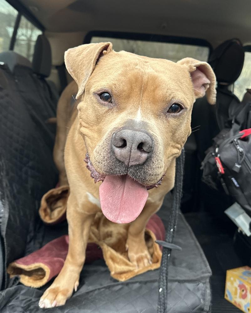 Major, a Adoptable mixed breed in Papillion, NE image 5/6