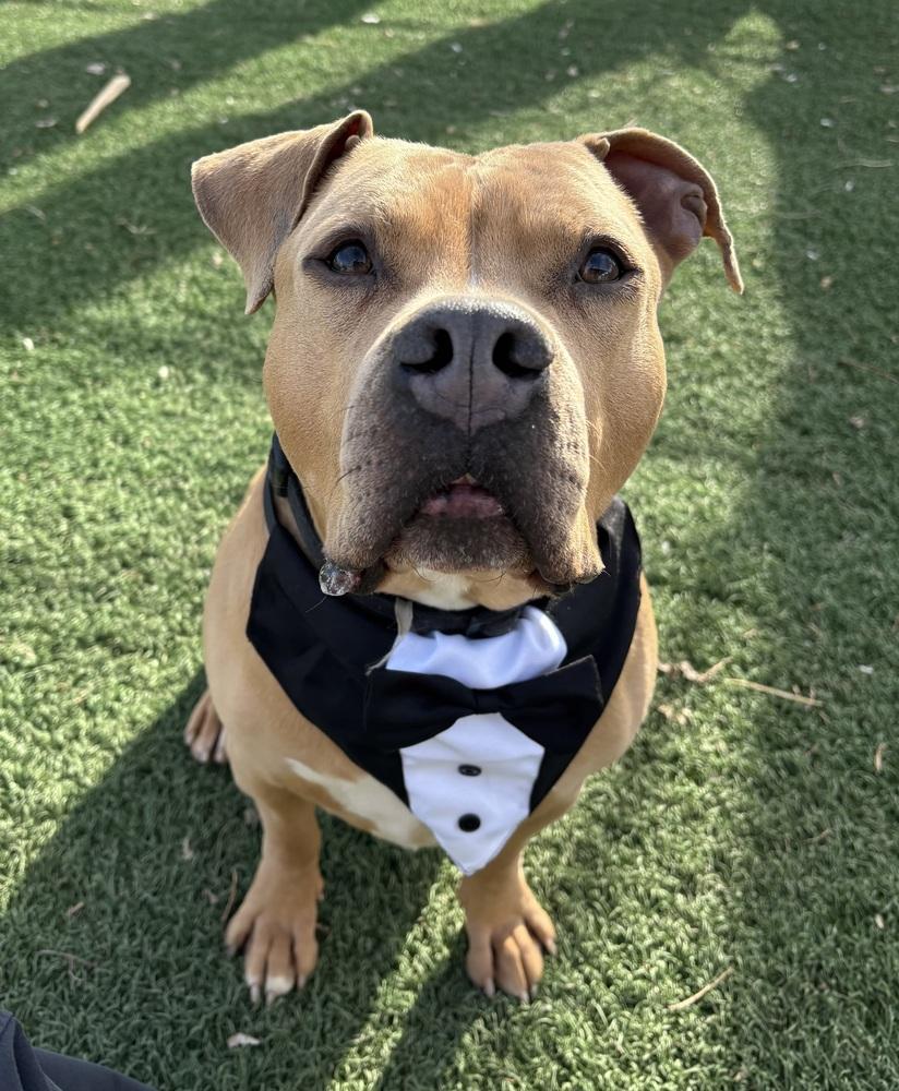 Major, a Adoptable mixed breed in Papillion, NE image 6/6