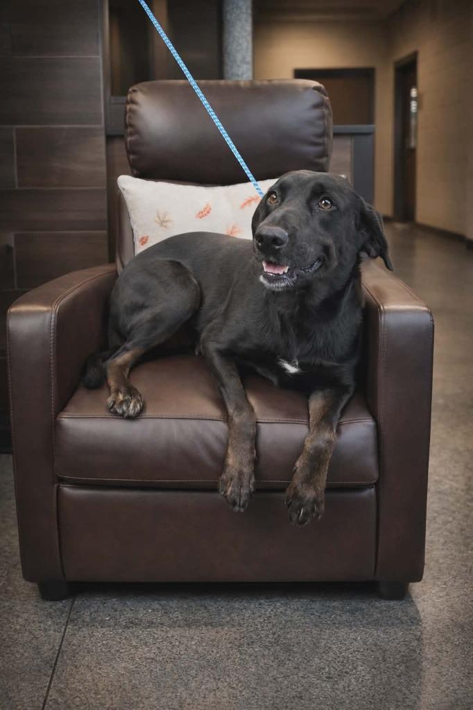 Old Dalton AD7/KIRA, Adoptable, Young Female Mixed Breed.