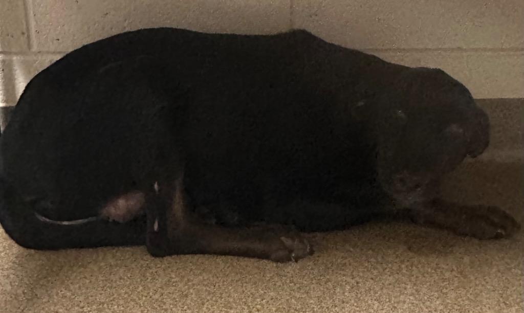 Enlarge Old Dalton AD7/KIRA, a Adoptable mixed breed in Rome, GA image 2/3