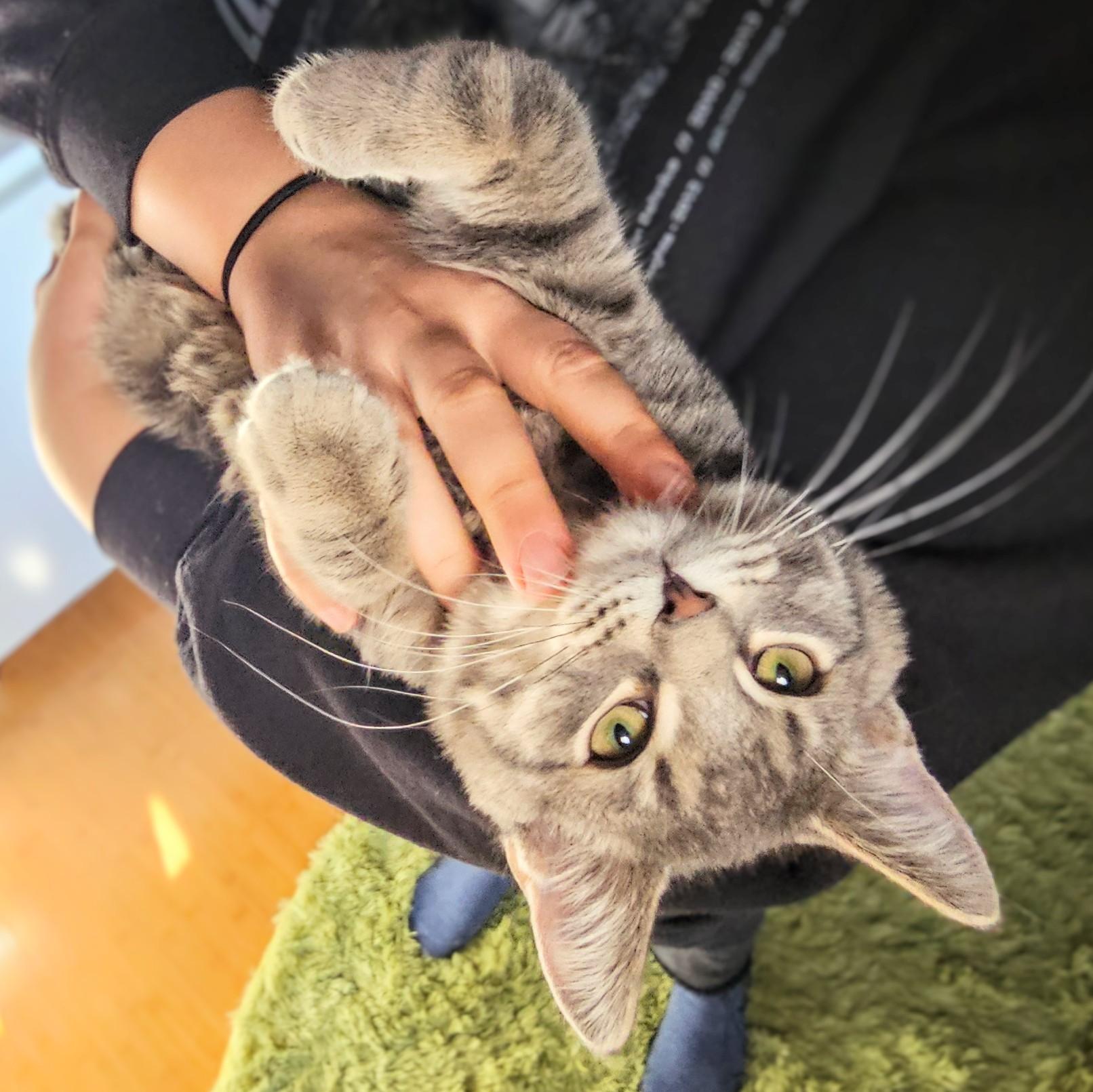 Sam, ADOPTABLE, Kitten Male Tabby & Domestic Short Hair.