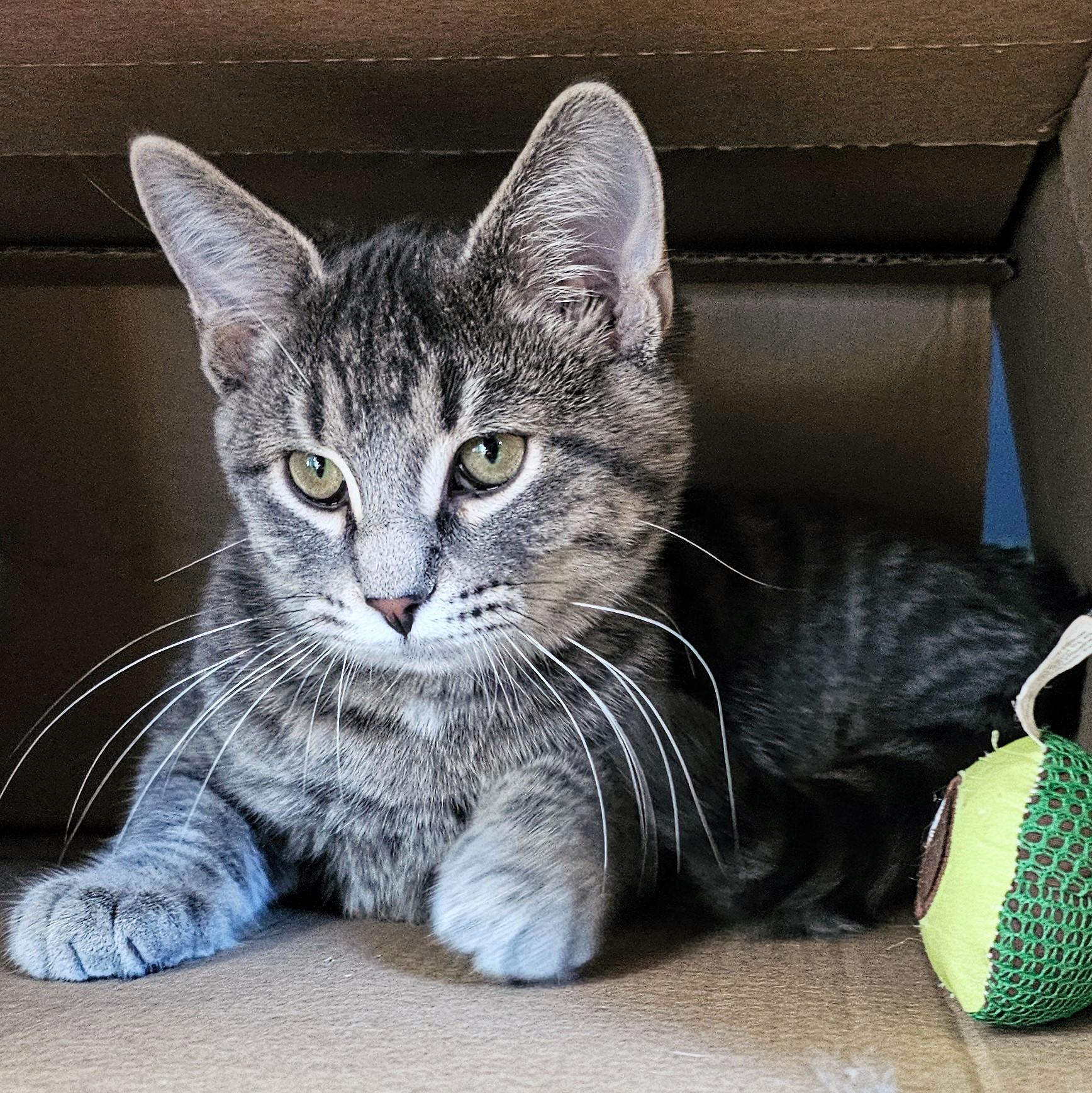 Enlarge Sam, a ADOPTABLE mixed breed in Chicago, IL image 2/6