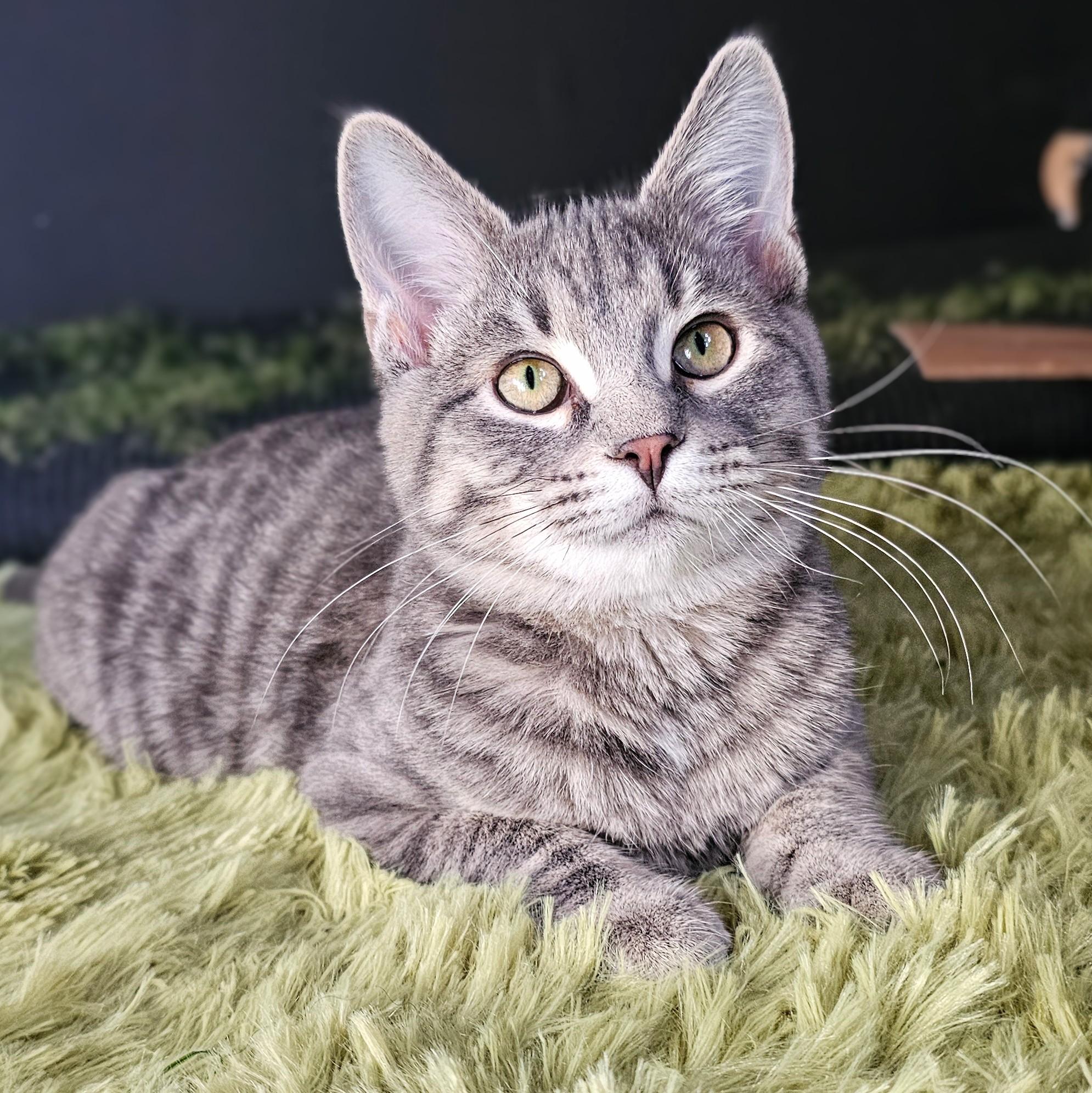 Enlarge Sam, a ADOPTABLE mixed breed in Chicago, IL image 5/6