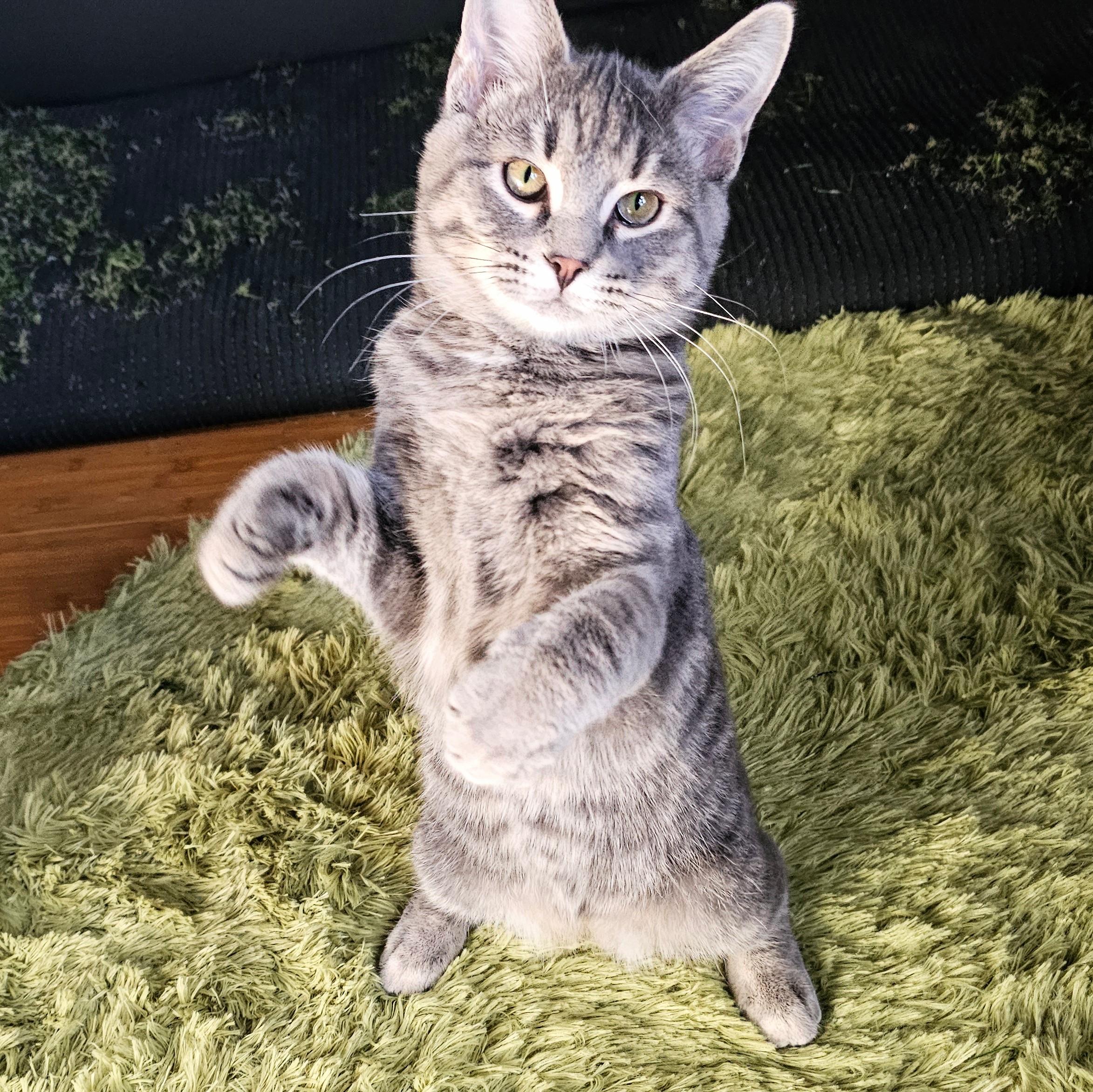 Enlarge Sam, a ADOPTABLE mixed breed in Chicago, IL image 6/6