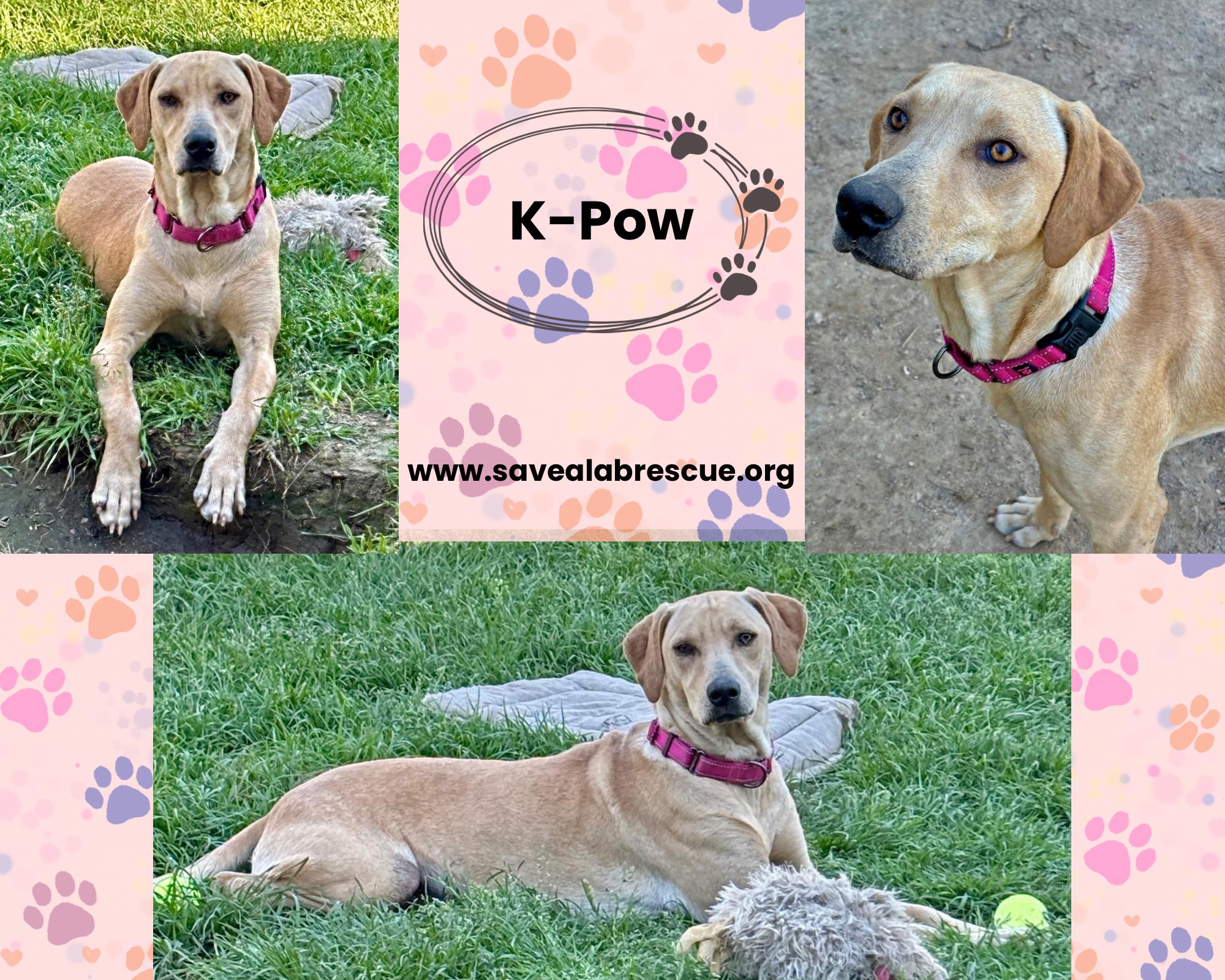 K-Pow, ADOPTABLE, Young Female Labrador Retriever & Yellow Labrador Retriever.