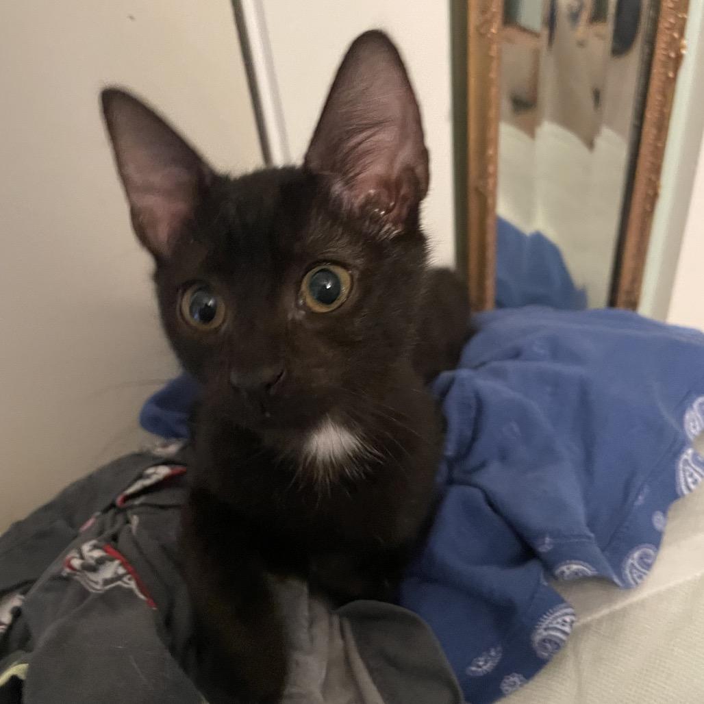 Bert Mouse-TL, Adoptable, Kitten Female Domestic Medium Hair.