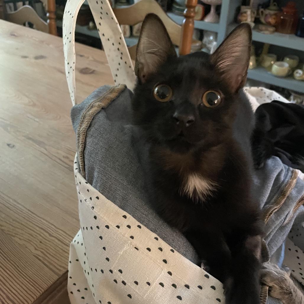 Bert Mouse-TL, a Adoptable Domestic Medium Hair in Tallahassee, FL image 1/6
