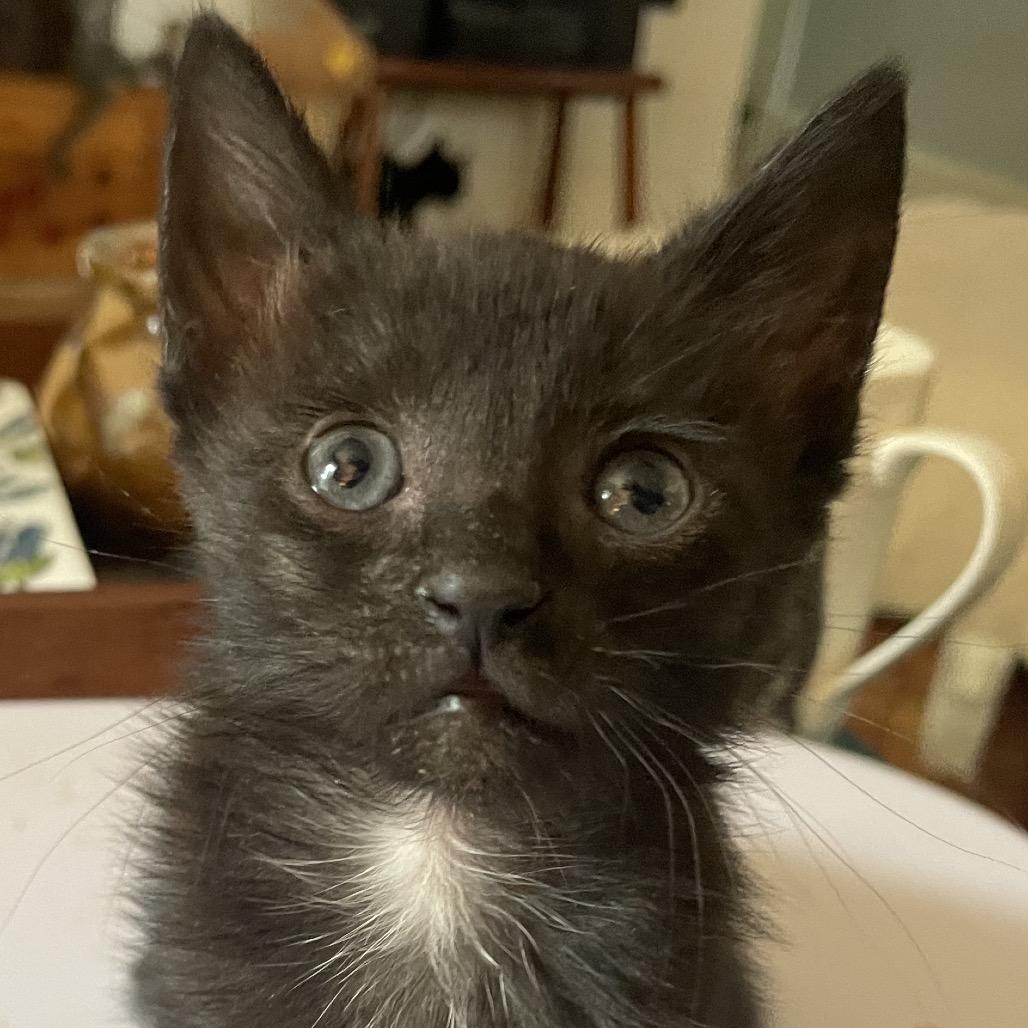 Bert Mouse-TL, a Adoptable Domestic Medium Hair in Tallahassee, FL image 2/6