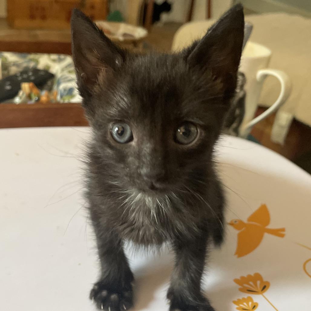 Bert Mouse-TL, a Adoptable Domestic Medium Hair in Tallahassee, FL image 3/6