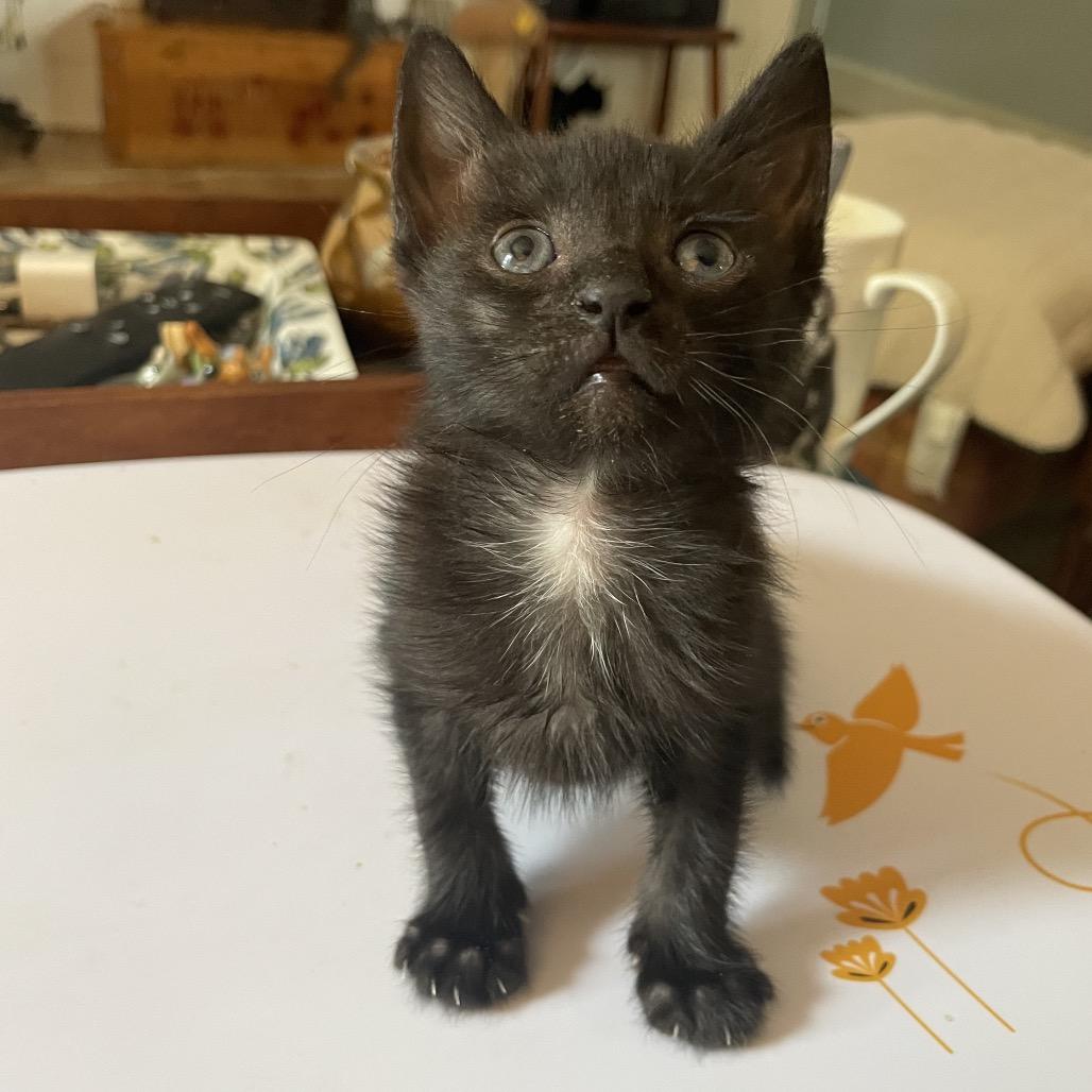 Bert Mouse-TL, a Adoptable Domestic Medium Hair in Tallahassee, FL image 4/6