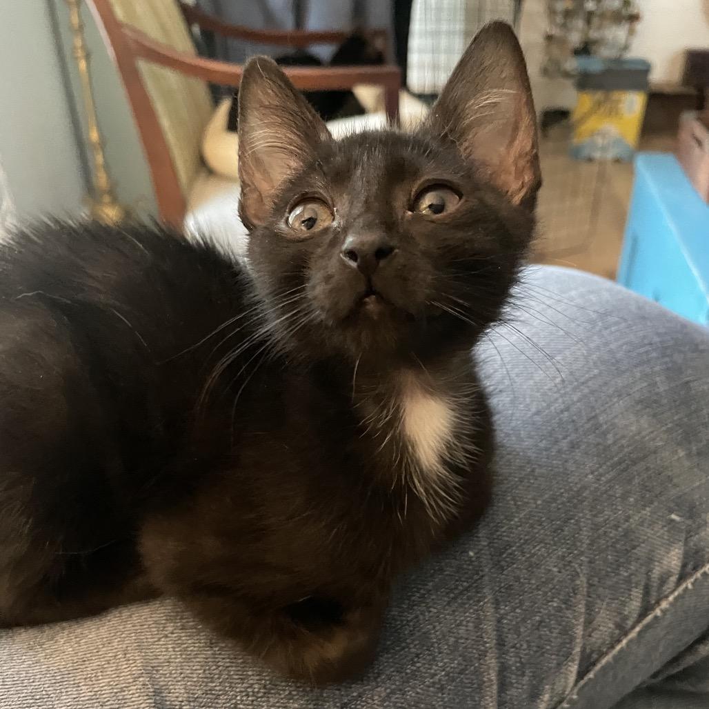 Bert Mouse-TL, a Adoptable Domestic Medium Hair in Tallahassee, FL image 5/6