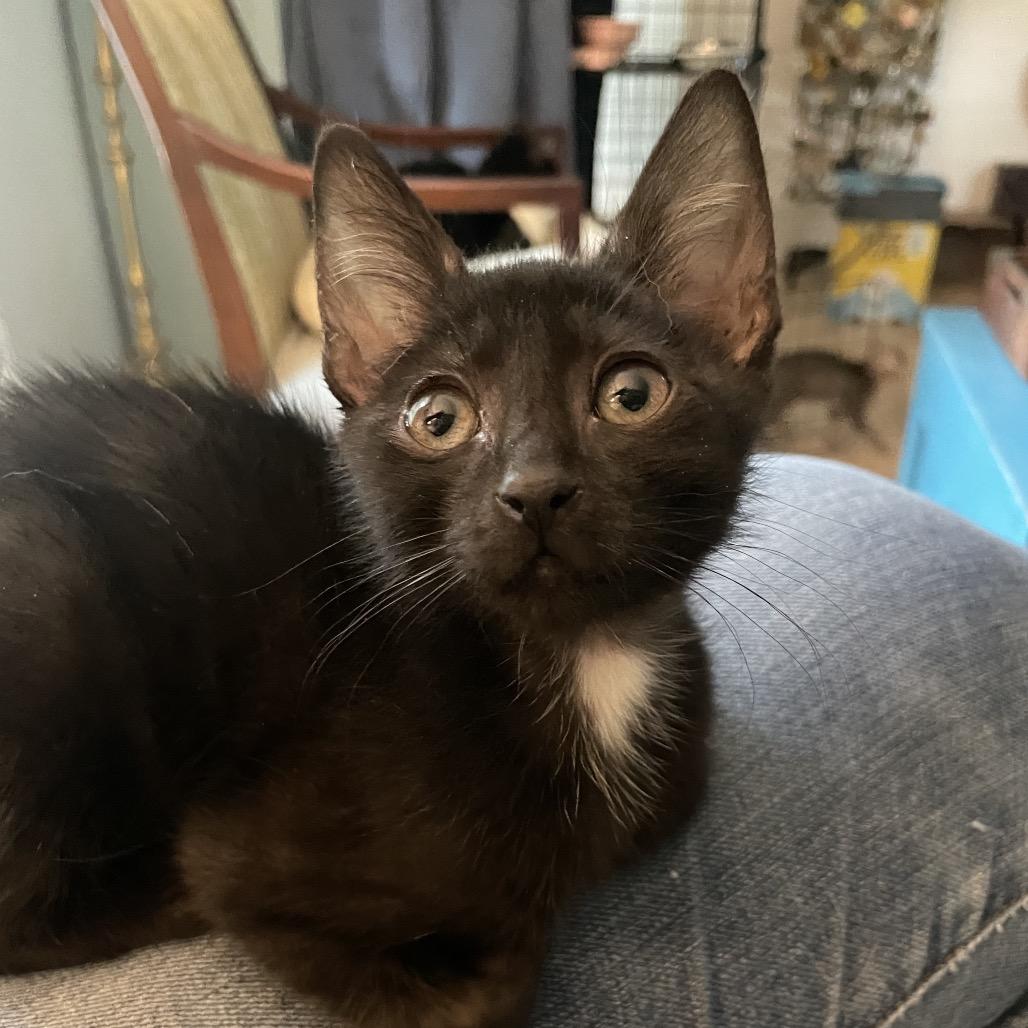 Bert Mouse-TL, a Adoptable Domestic Medium Hair in Tallahassee, FL image 6/6