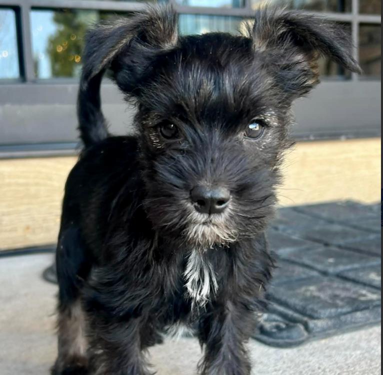Griffin, adopted, Puppy Male Chihuahua & Yorkshire Terrier.