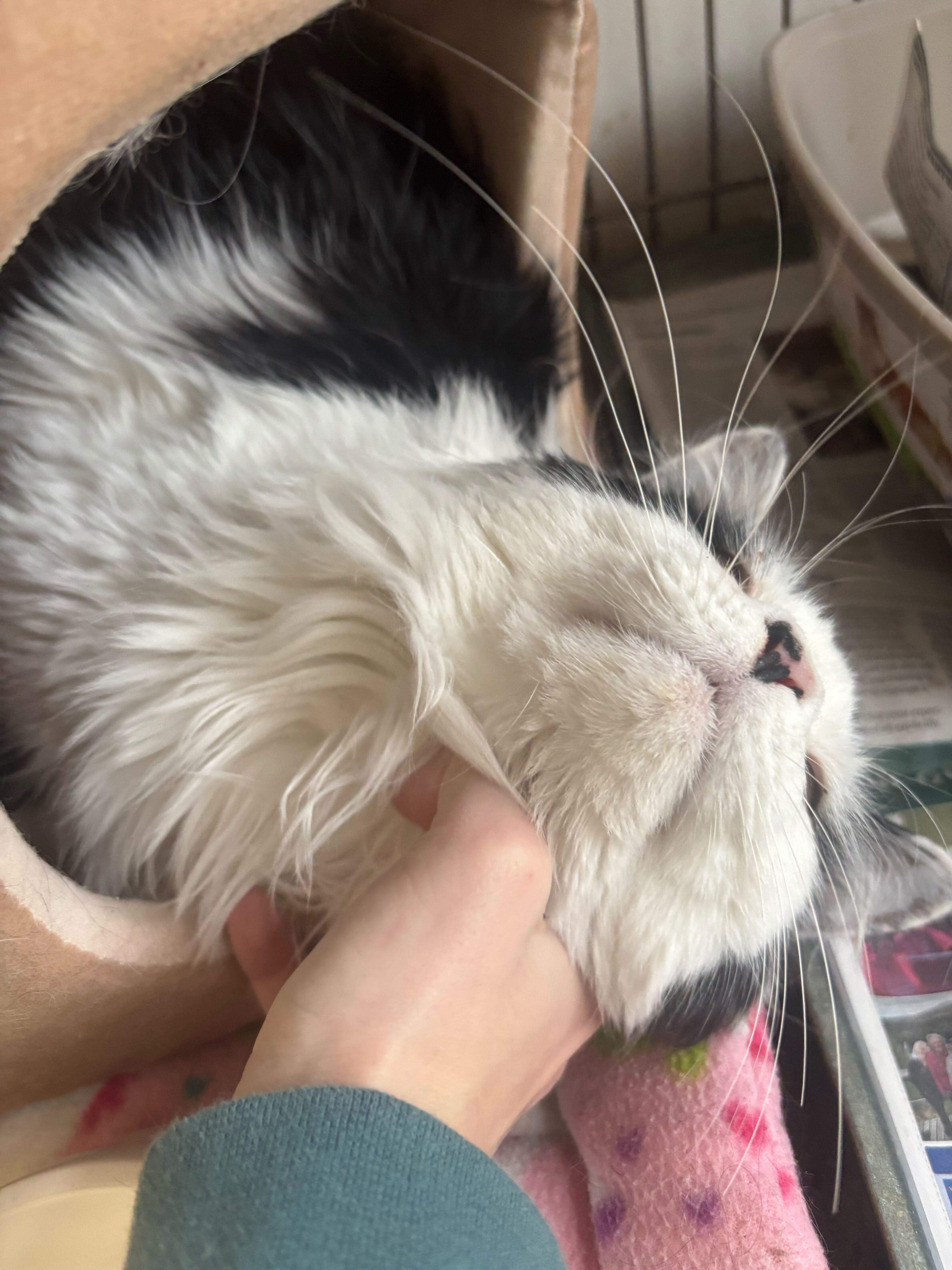 Majin Buu thumbnail 2