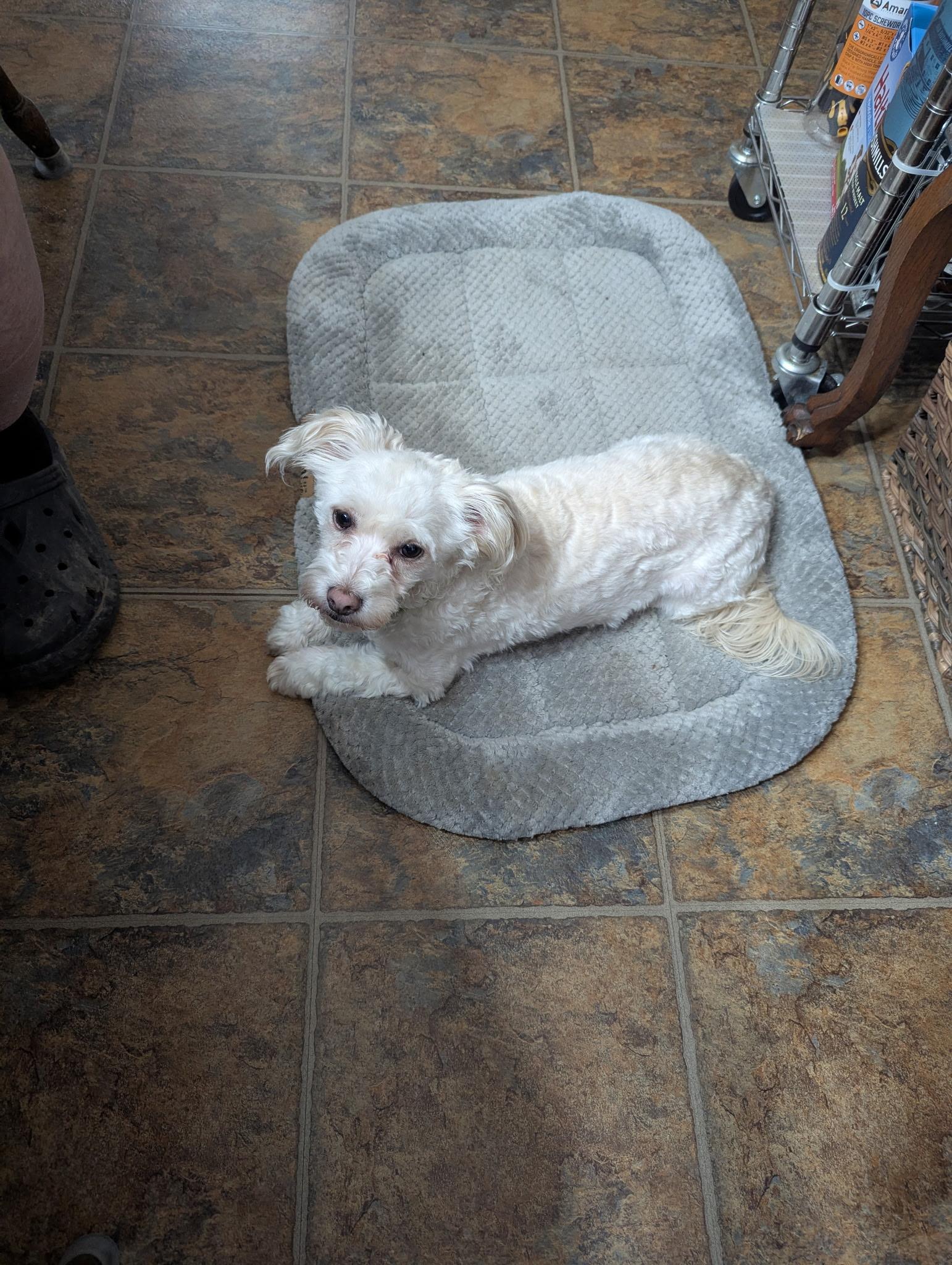 Bennie, ADOPTABLE, Young Male Maltipoo.