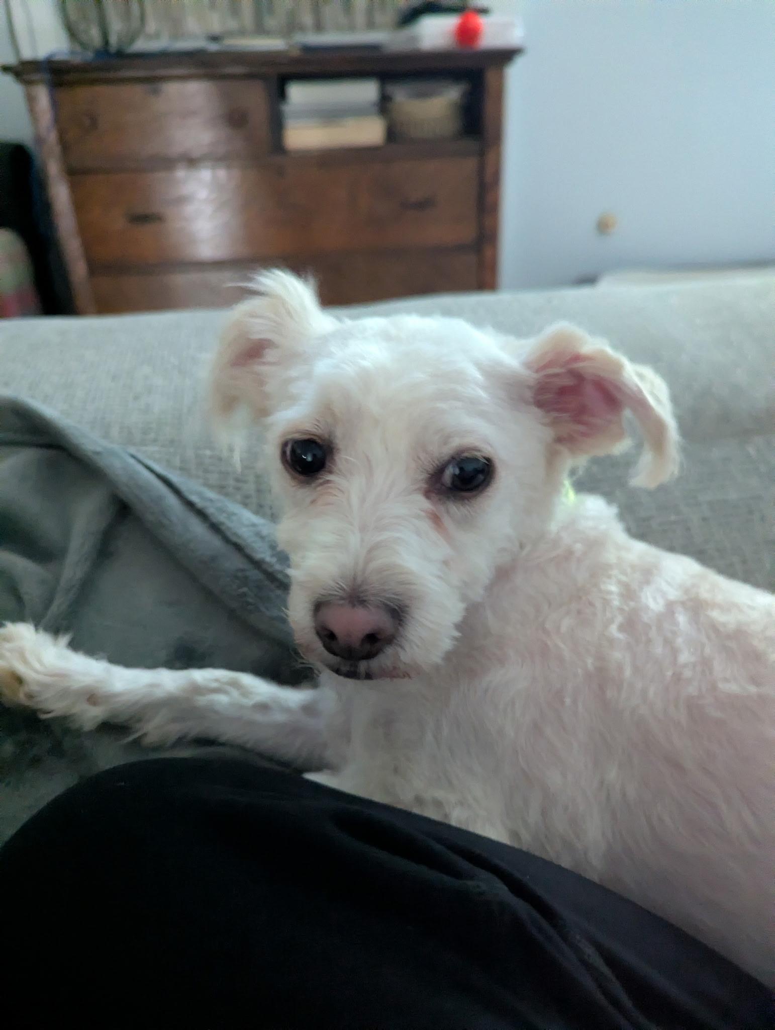 Bennie, a ADOPTABLE Maltipoo in Stockbridge, GA image 4/5